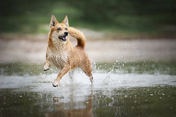 dog photography freezing action