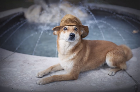 dog photography tips use props