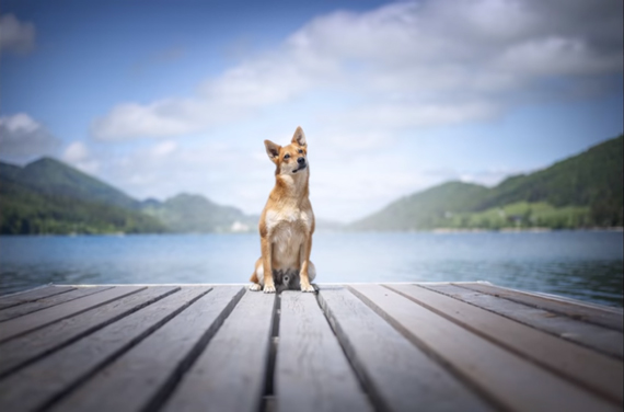 dog photography tips wide angle portrait