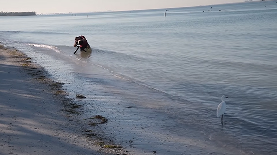 better beach bird photography