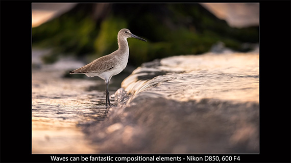 leading lines for bird photography