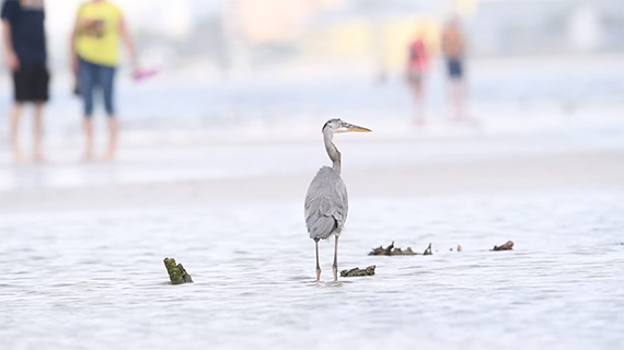 backgrounds for bird photography