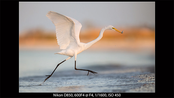 how to photograph birds at the beach