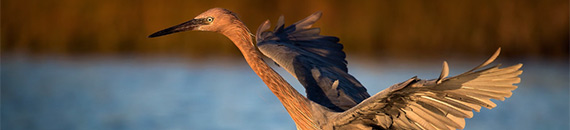 Top 10 Beach Bird Photography Tips