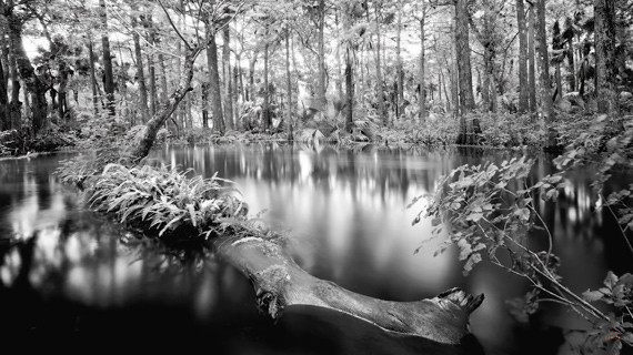 leading line by diagonal tree