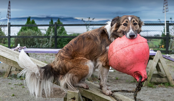 dog outdoors