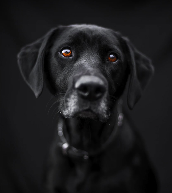 dog portraiture