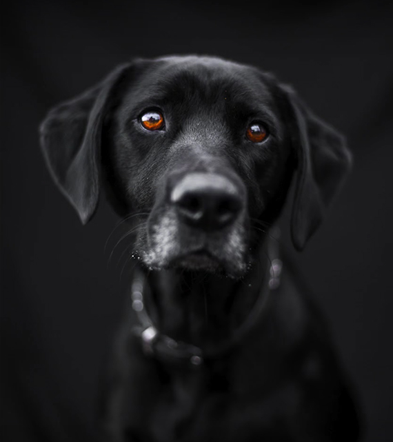 dog portraiture