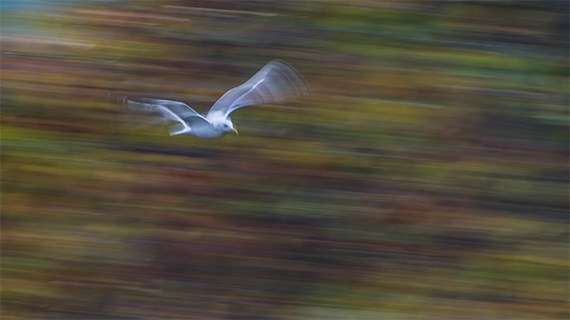 panning shot of birds