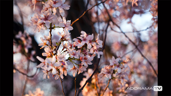 How to capture bokeh in your photos