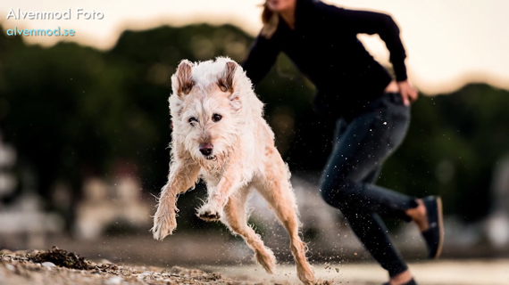 natural dog photo outdoors