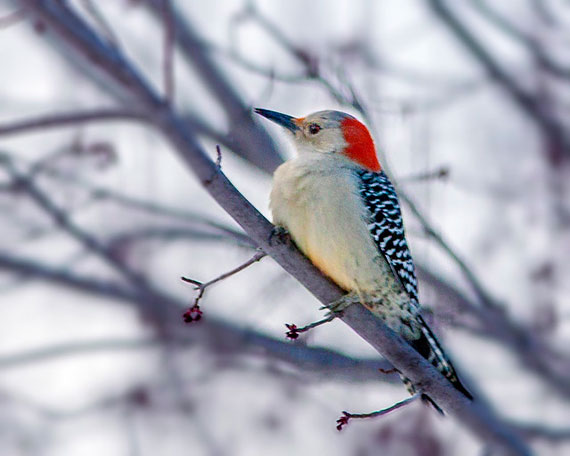 introduction to photographing birds