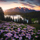 Interesting Photo of the Day: Lake Irwin Wildflowers