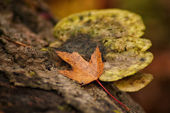 nature photo in landscape orientation