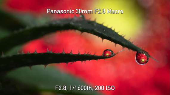 macro of water droplet with daisy background