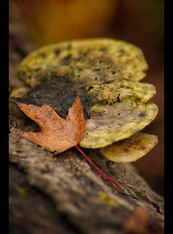 nature photo in portrait orientation