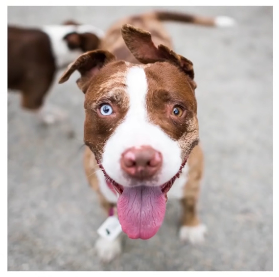 photography of a happy dog