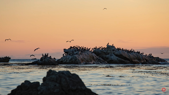 birds on distant rock