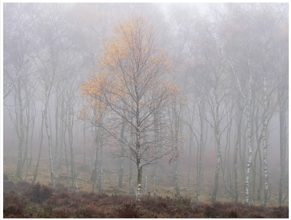 cropped image of tree without distracting sky