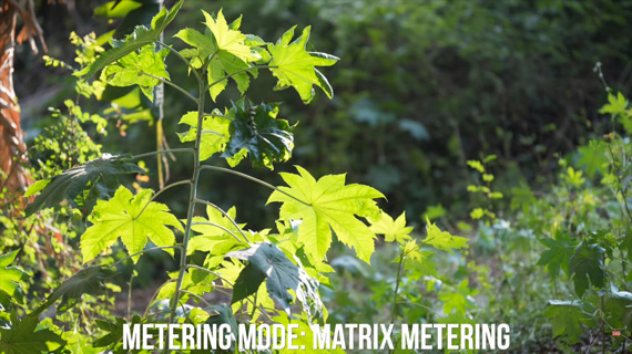 matrix metering