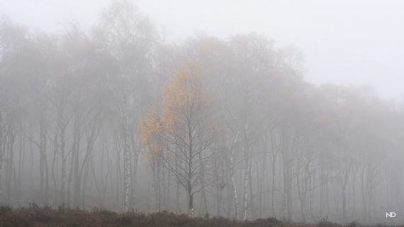 trees with sky as a distraction