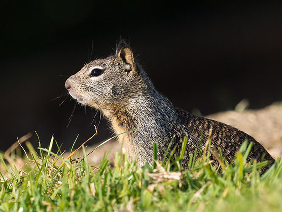 methods for backyard photography