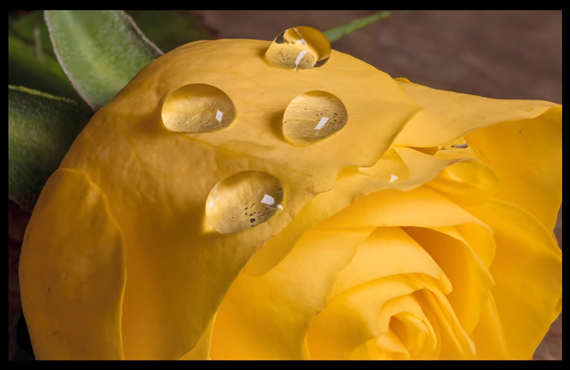 sharp macro image of a flower