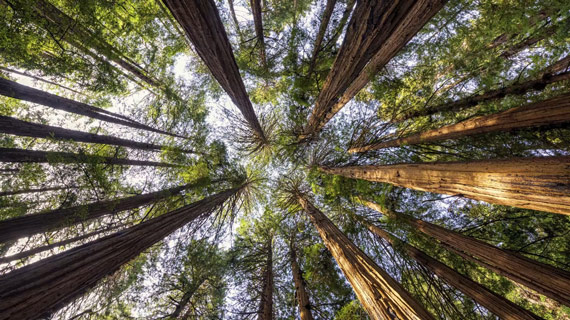 trees shot from ground perspective