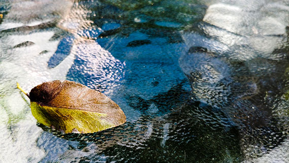 leaf on water