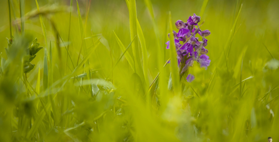 an isolated flower in spring