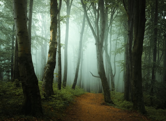 forest in spring time