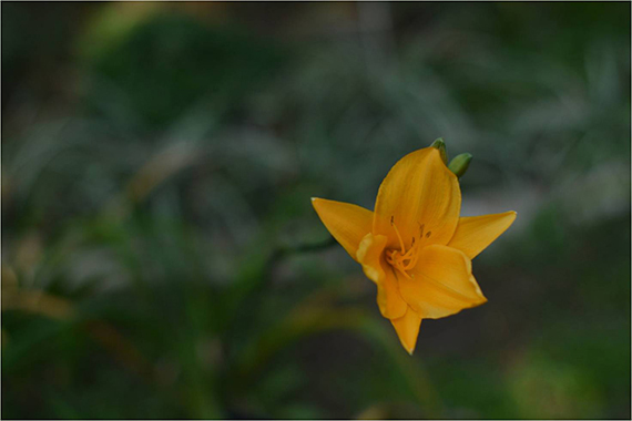 smartphone flower photo