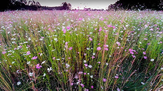 wildflowers