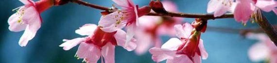 Spring Photography Tips