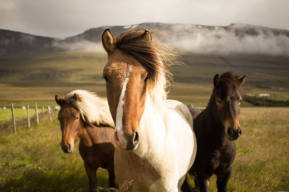 horse wildlife photo