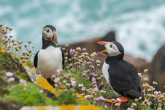 penguin wildlife photo with shallow depth of field