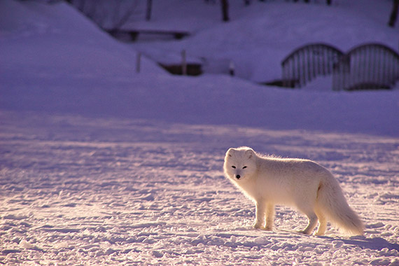 snowy wildlife photo with space around subject