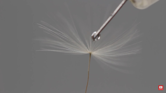adding water drop to dandelion seed