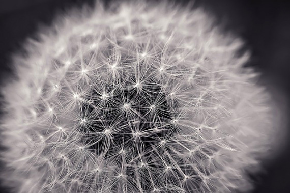 dandelion black and white