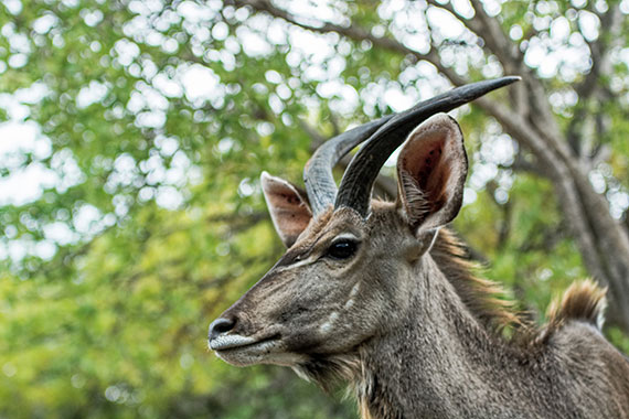 smartphone wildlife photography