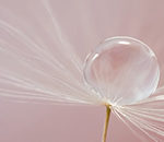 How to Add Water Drops to Macro Photo Subjects