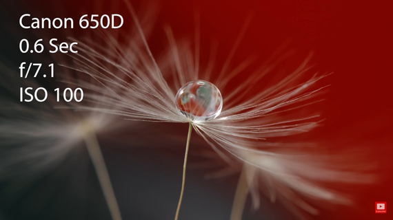 macro photography of multiple dandelion with water drop
