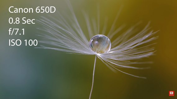 water drop on dandelion clock