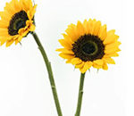3 Flower Photography Setups & Styles