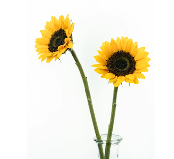 flower with white background