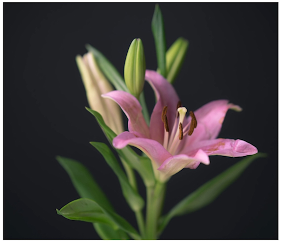 flower shot at shallow depthh of field and dark background