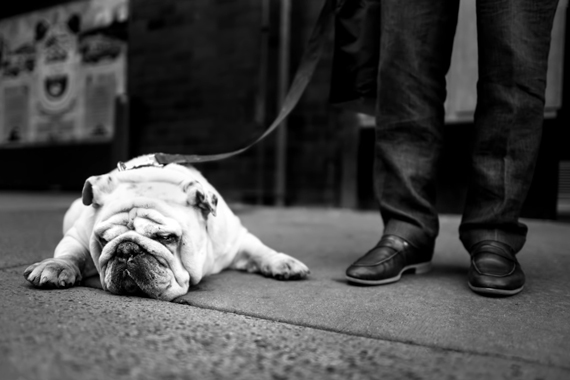 street photo of a dog resting