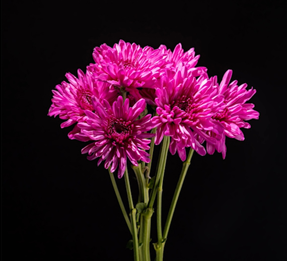 image of flower with dark background