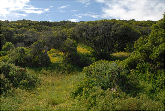 foliage with polarizer