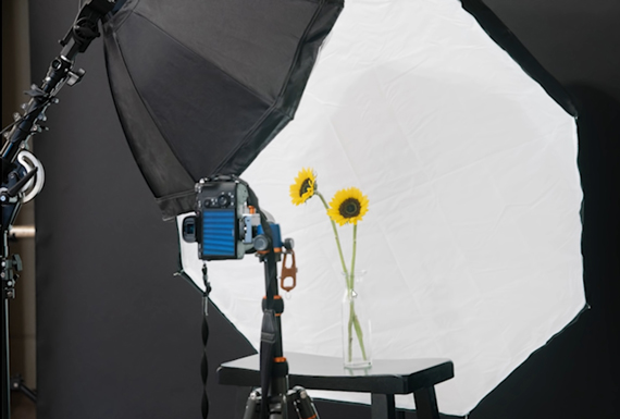 flower photography with white background